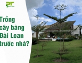 Trồng cây bàng đài loan trước nhà