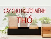 Top những loại cây thích hợp với người mệnh Thổ