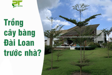Trồng cây bàng đài loan trước nhà