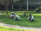 Công Ty Phương Trung Cung Cấp Dịch Vụ Trồng Cỏ Tại Quận 9, Tphcm